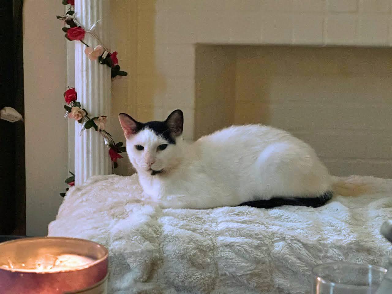 Enlarge Laszlo, a ADOPTABLE American Shorthair in Brooklyn, NY image 3/6