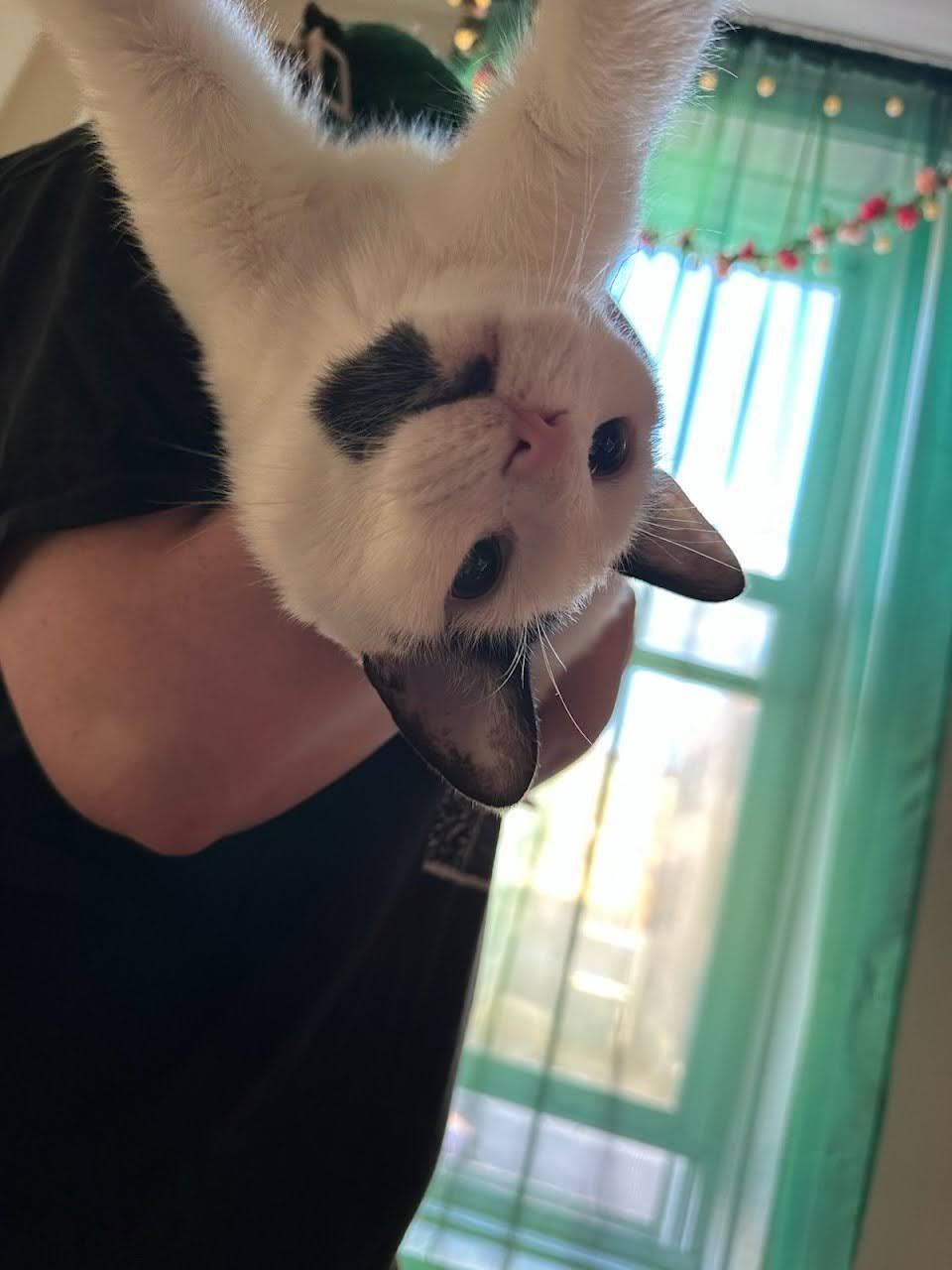 Enlarge Laszlo, a ADOPTABLE American Shorthair in Brooklyn, NY image 5/6