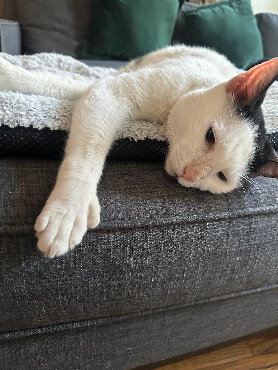 Enlarge Laszlo, a ADOPTABLE American Shorthair in Brooklyn, NY image 2/6