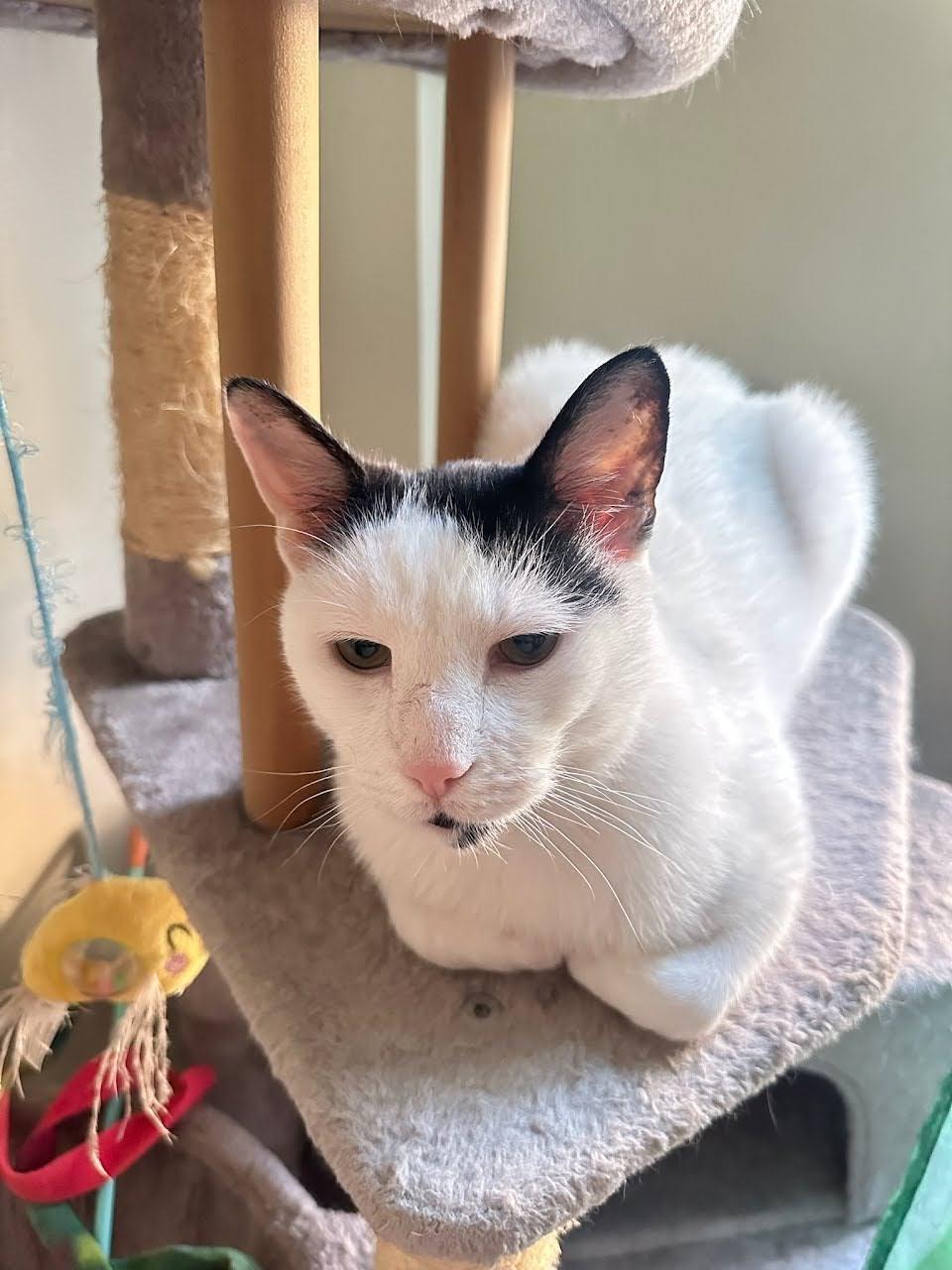 Enlarge Laszlo, a ADOPTABLE American Shorthair in Brooklyn, NY image 1/6