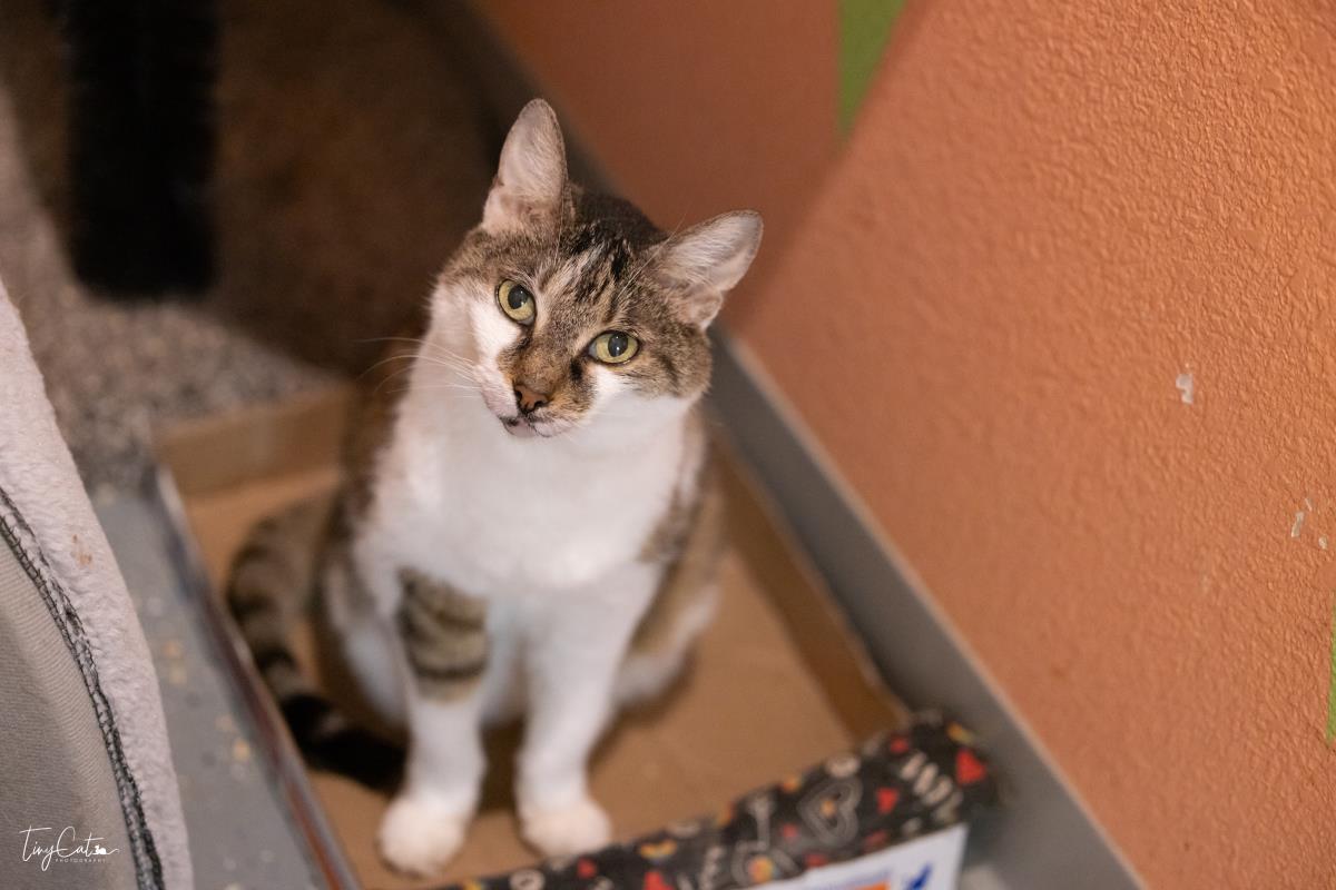 Enlarge Lucy Preston, a Adoptable Domestic Medium Hair in Lincoln, CA image 1/2