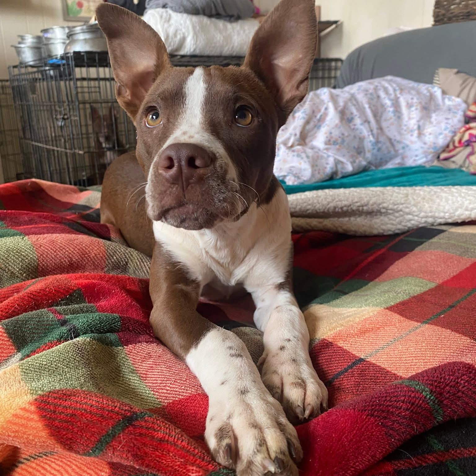 Snoozii, a ADOPTABLE mixed breed in Memphis, TN image 1/3