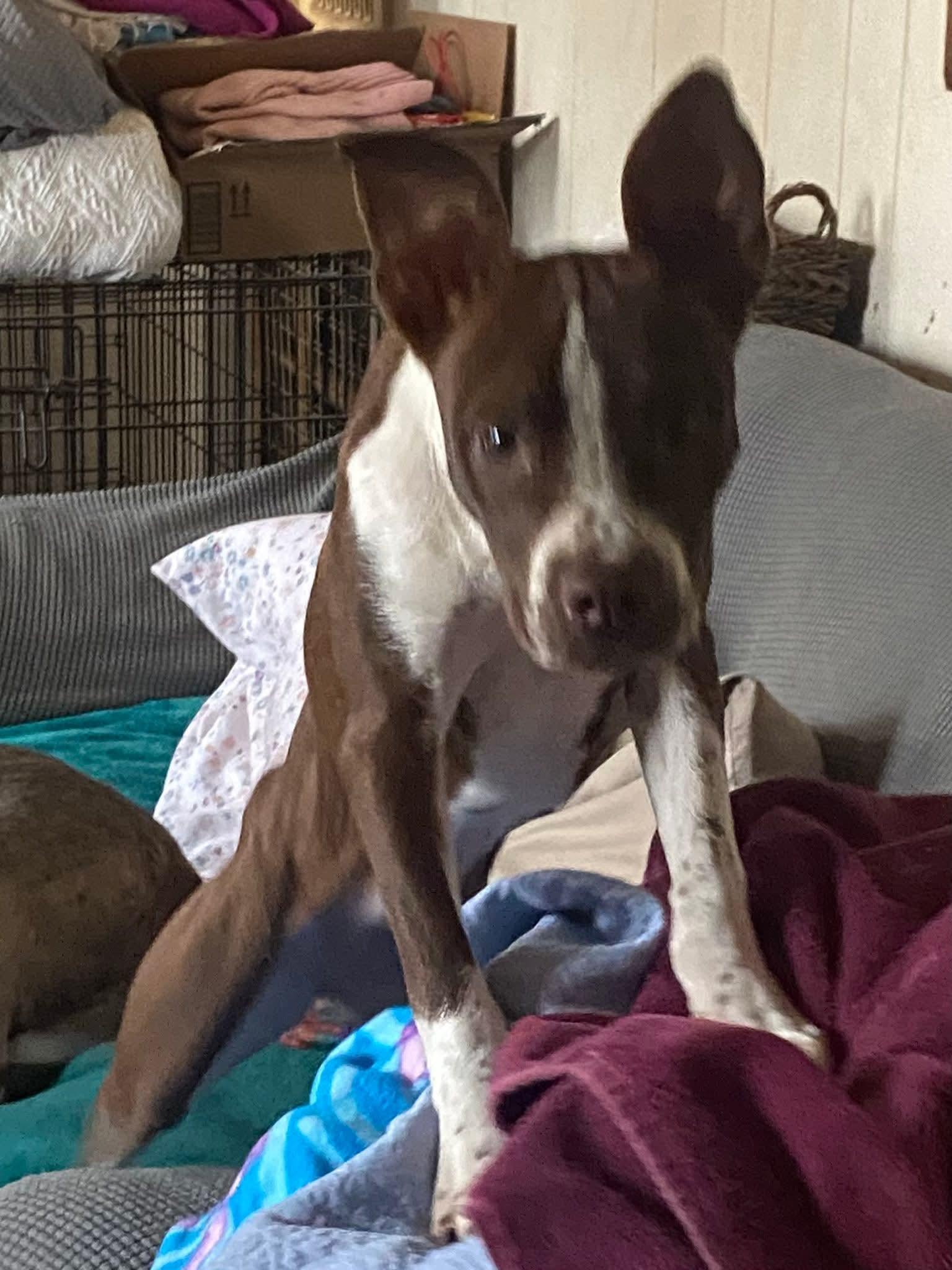 Snoozii, a ADOPTABLE mixed breed in Memphis, TN image 2/3