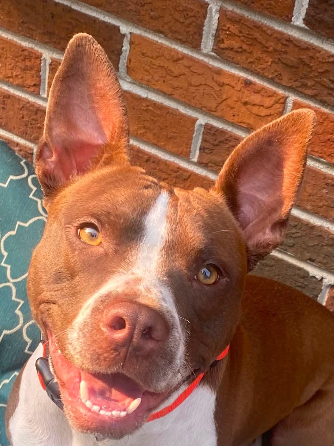Snoozii, a ADOPTABLE mixed breed in Memphis, TN image 1/4