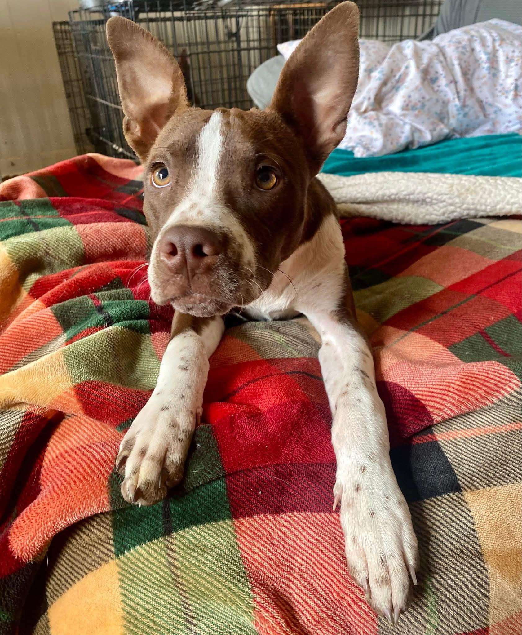 Snoozii, a ADOPTABLE mixed breed in Memphis, TN image 3/3
