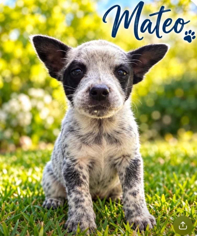 Enlarge Mateo, a Adopted mixed breed in CHURCHVILLE, NY image 3/3