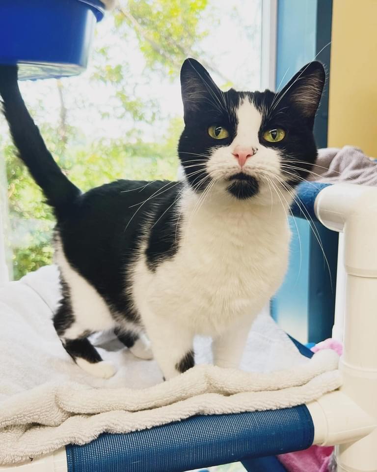 Carolina, Adoptable, Adult Female Domestic Short Hair.