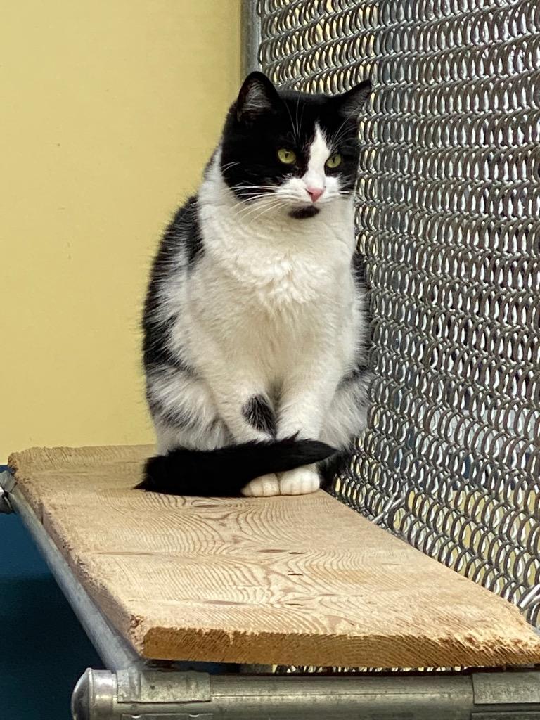 Carolina, Adoptable, Adult Female Domestic Short Hair.