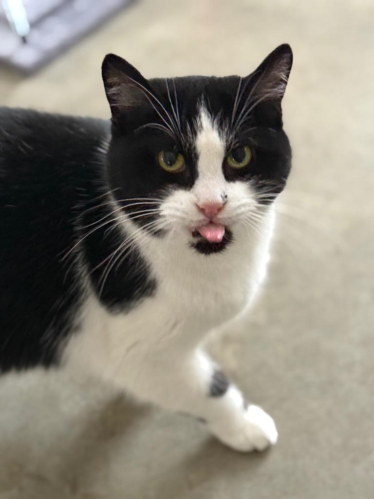 Enlarge Carolina, a Adoptable mixed breed in Syracuse, IN image 6/6