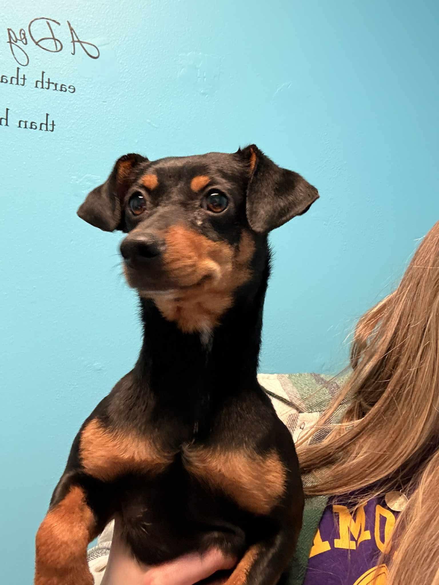 Lou and lexie, an adopted mixed breed in Walker, LA image 1/3