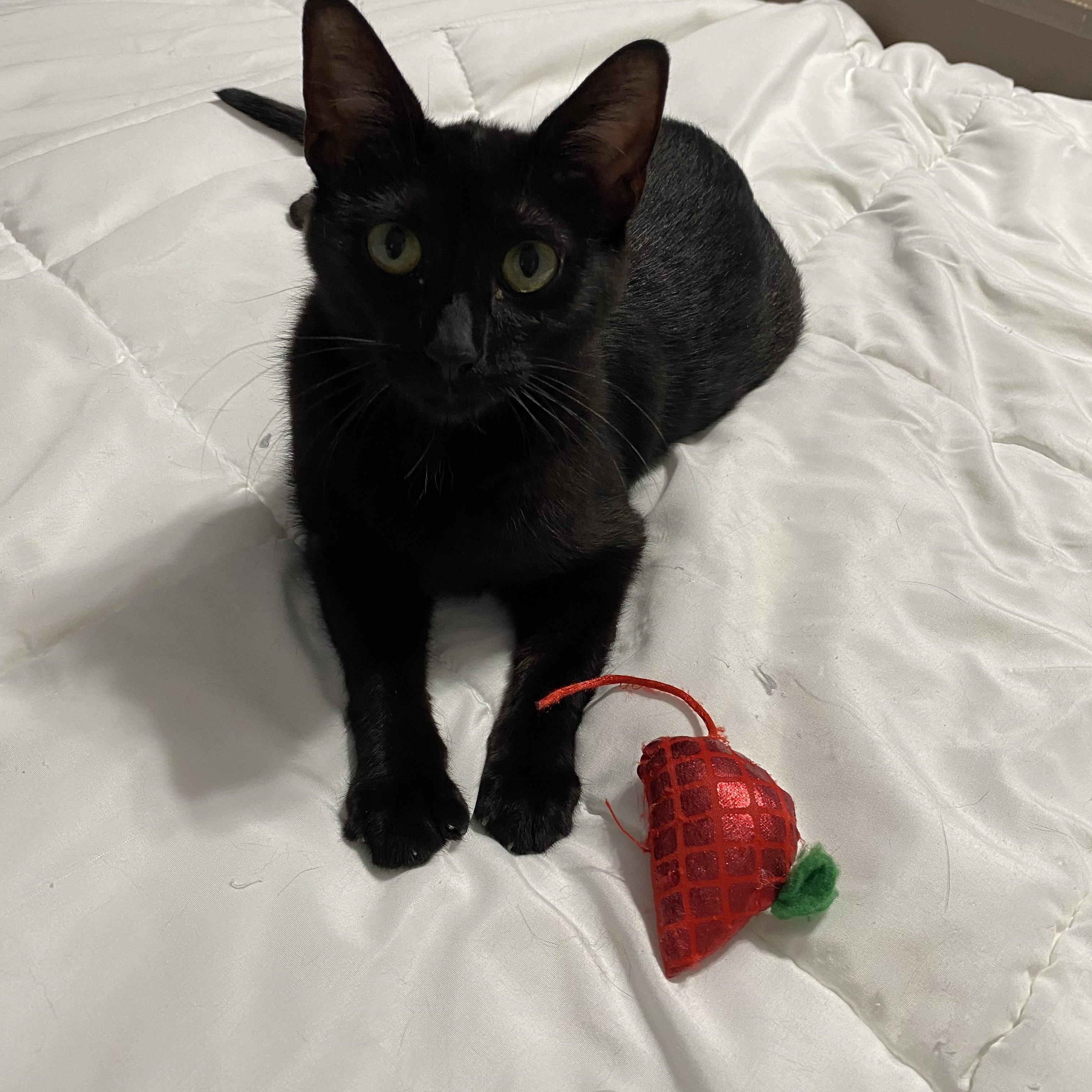 Enlarge Minerva, a Adoptable American Shorthair in Wheeling, IL image 2/5