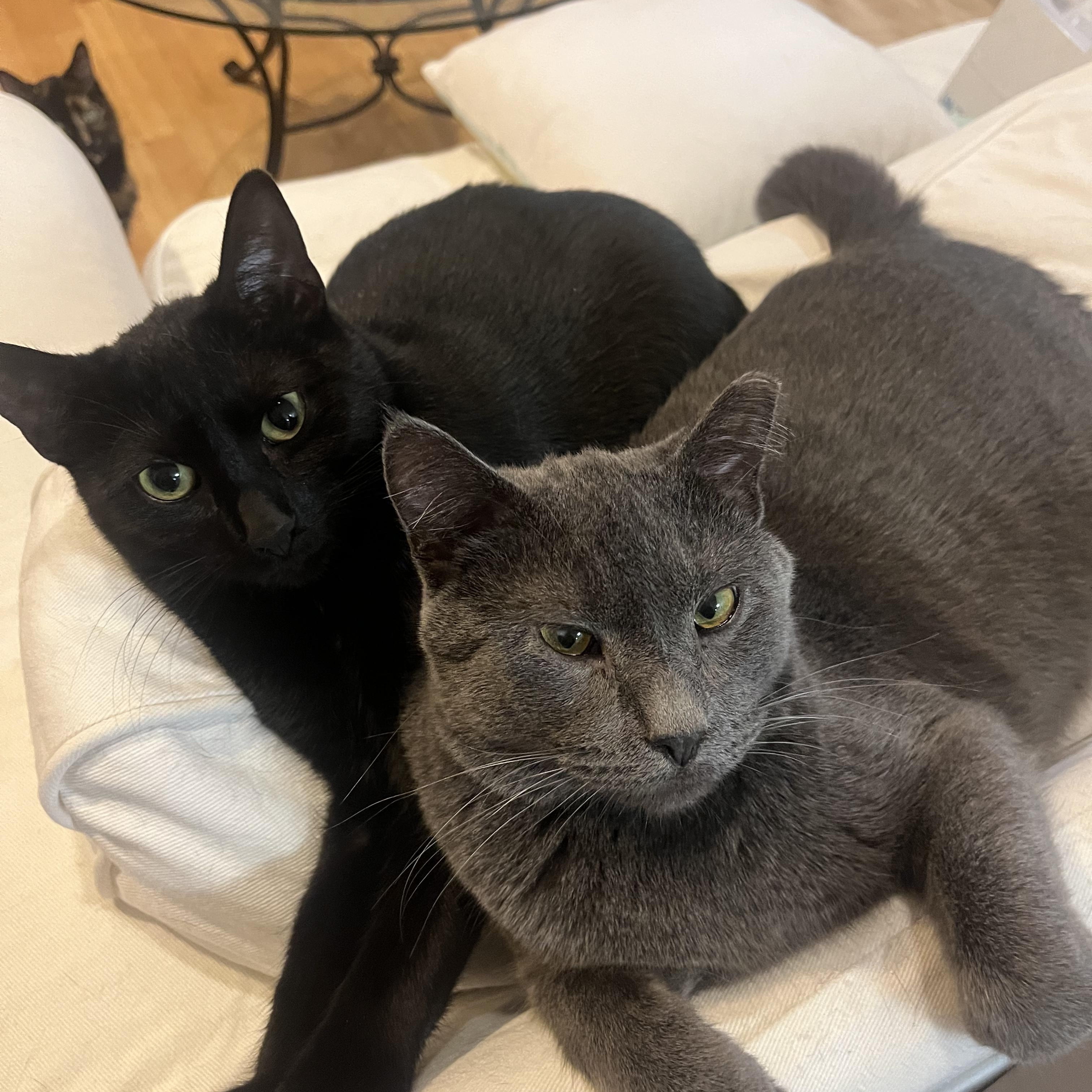 Enlarge Minerva, a Adoptable American Shorthair in Wheeling, IL image 3/6