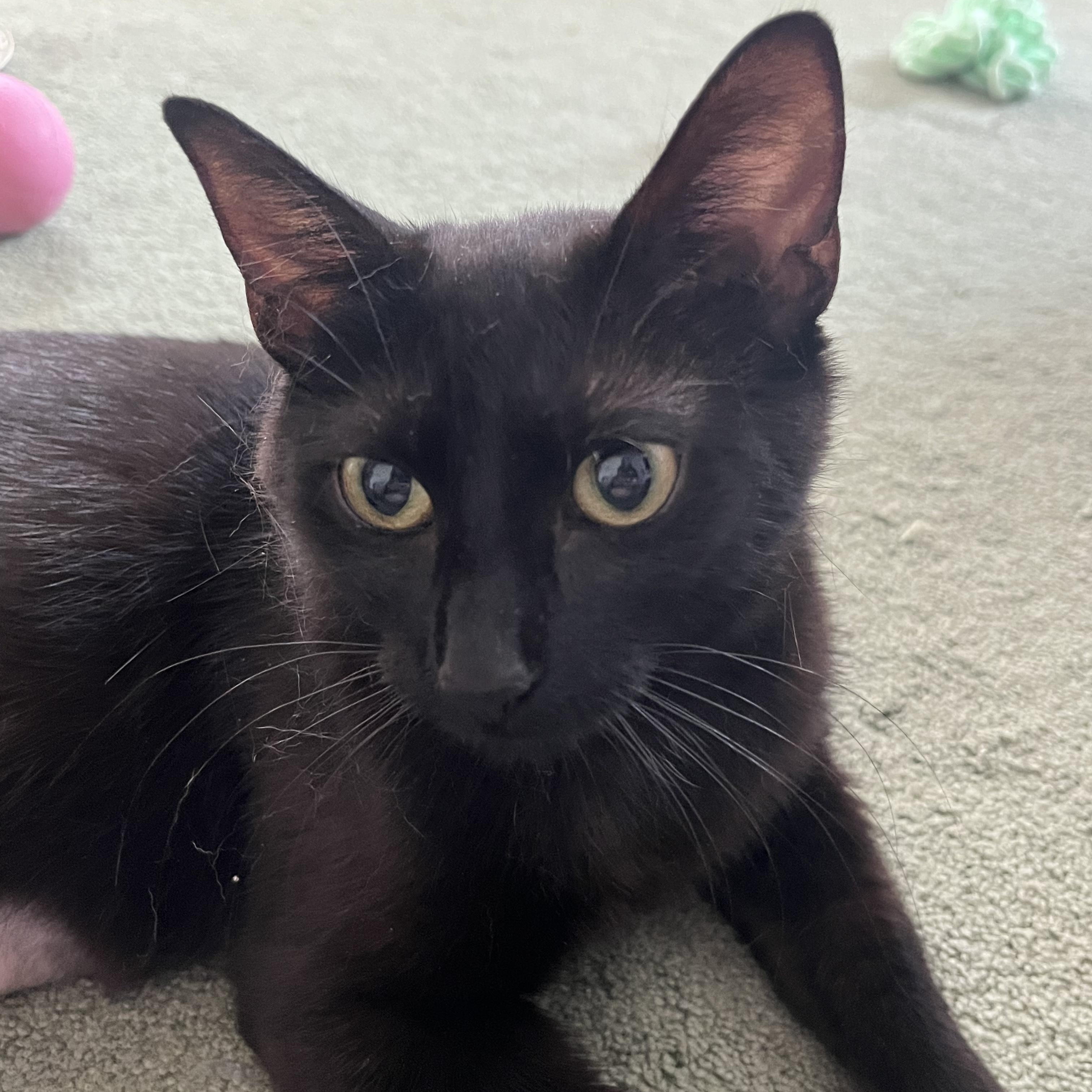 Minerva, Adoptable, Young Female American Shorthair.