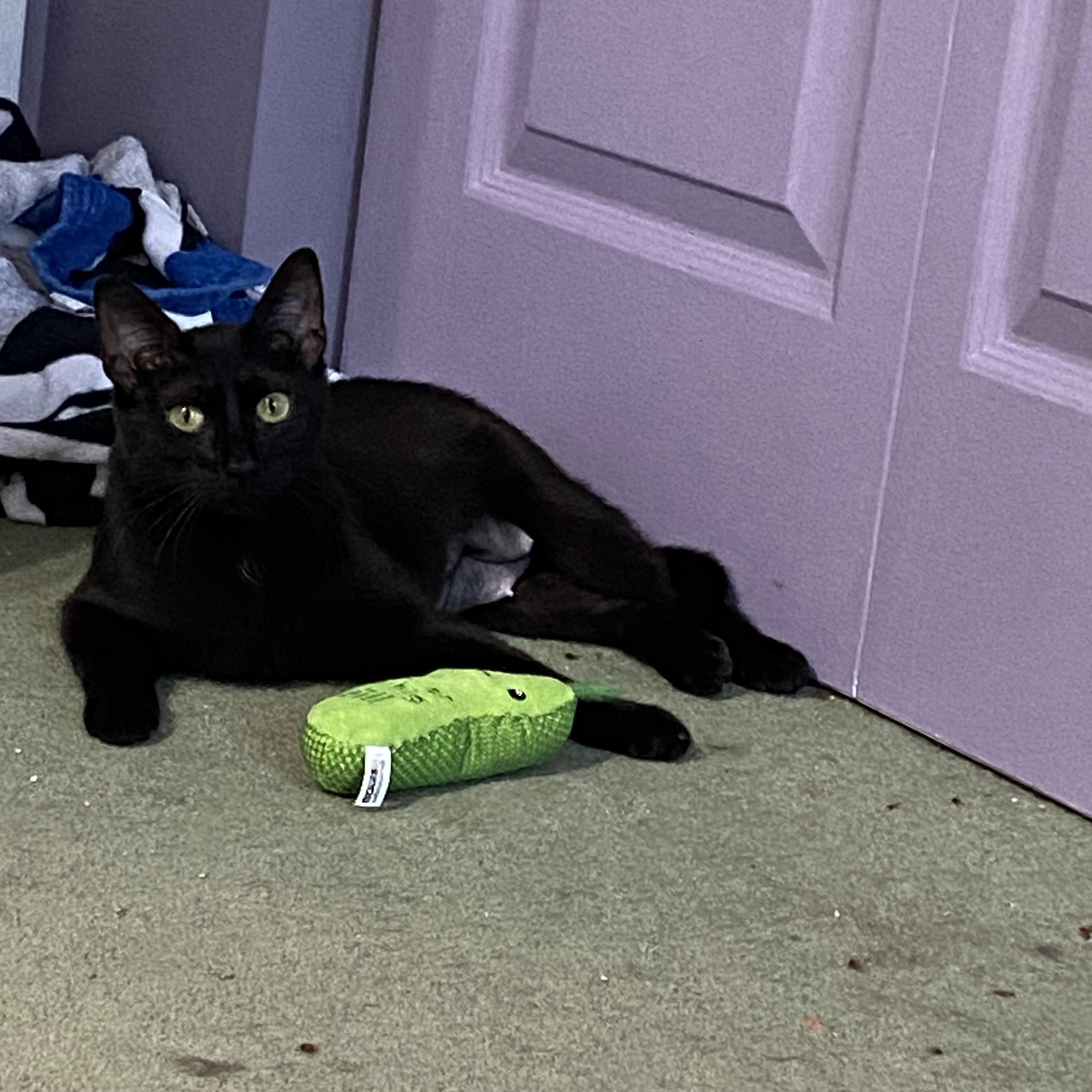 Enlarge Minerva, a Adoptable American Shorthair in Wheeling, IL image 3/5