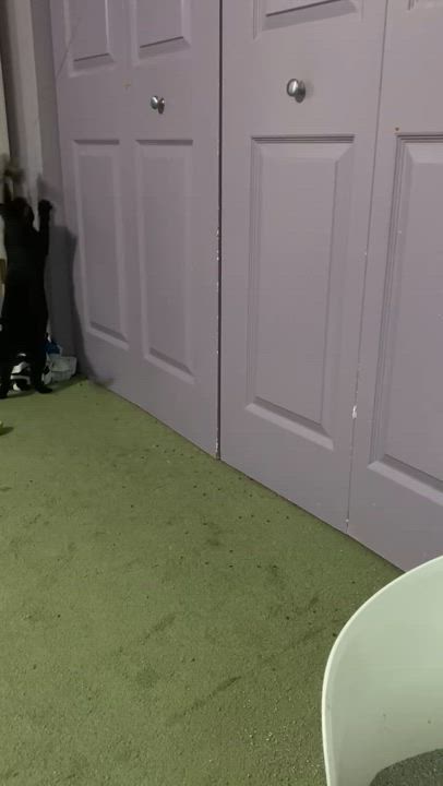 Enlarge Minerva, a Adoptable American Shorthair in Wheeling, IL video 5/5