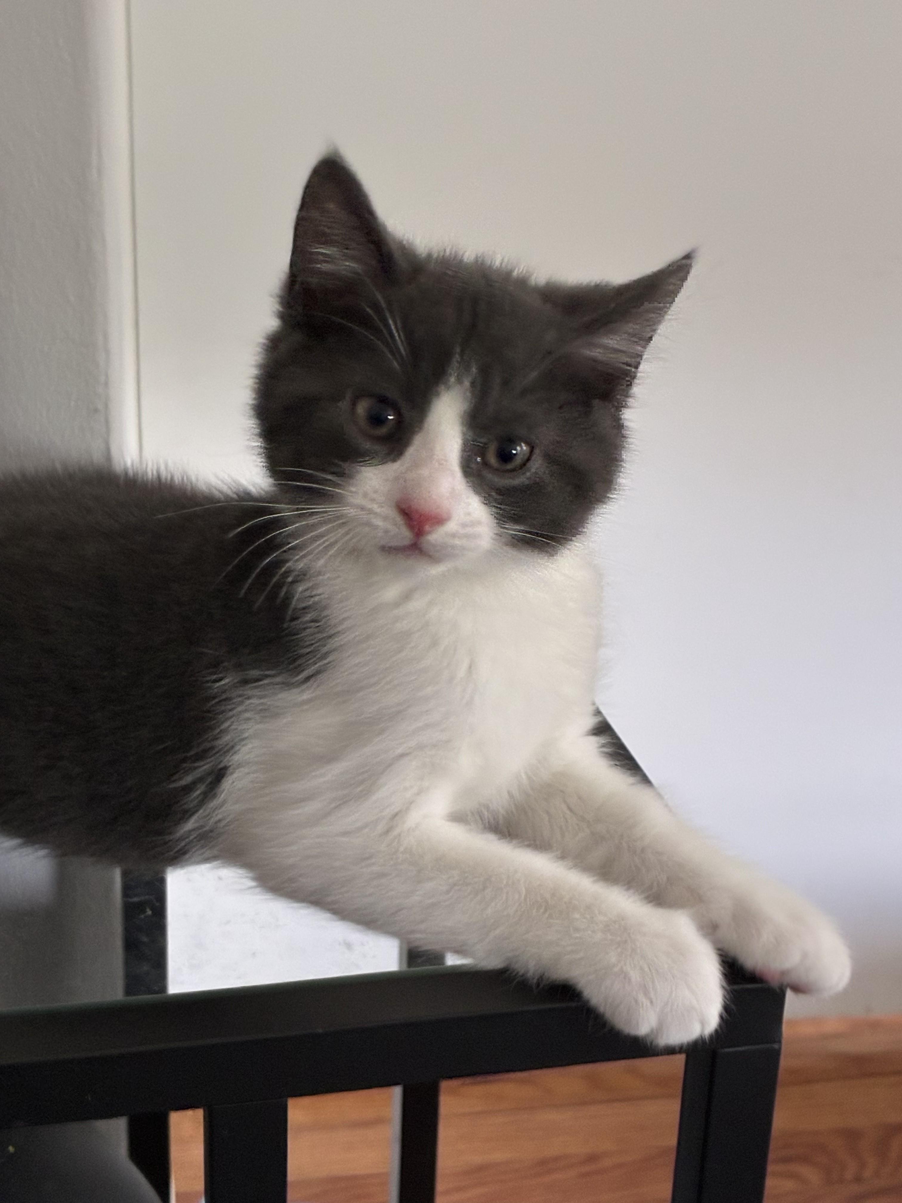 Snoop kitten, ADOPTABLE, Kitten Male Domestic Short Hair.