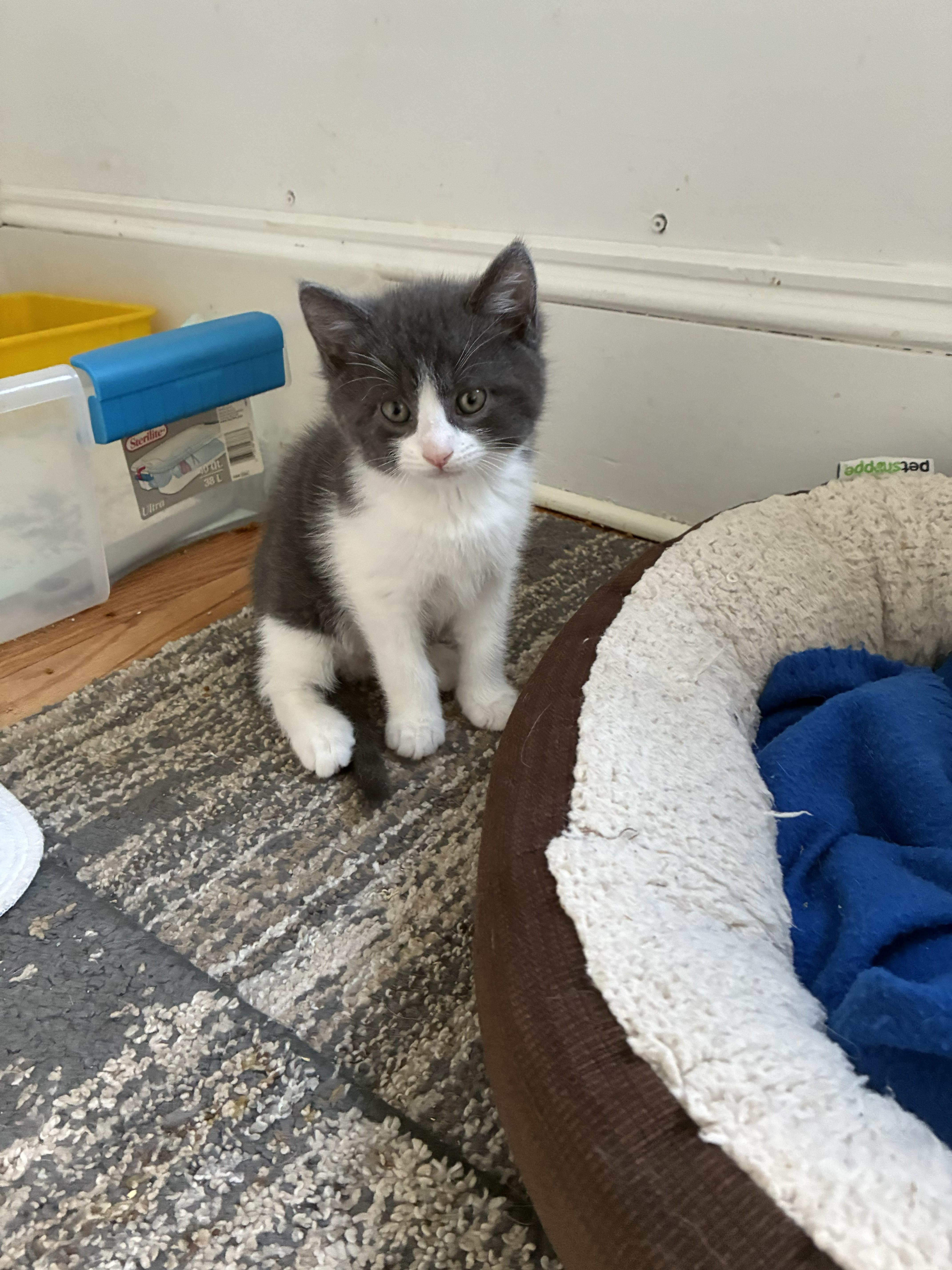Snoop kitten, a ADOPTABLE Domestic Short Hair in Springfield, MA image 3/3
