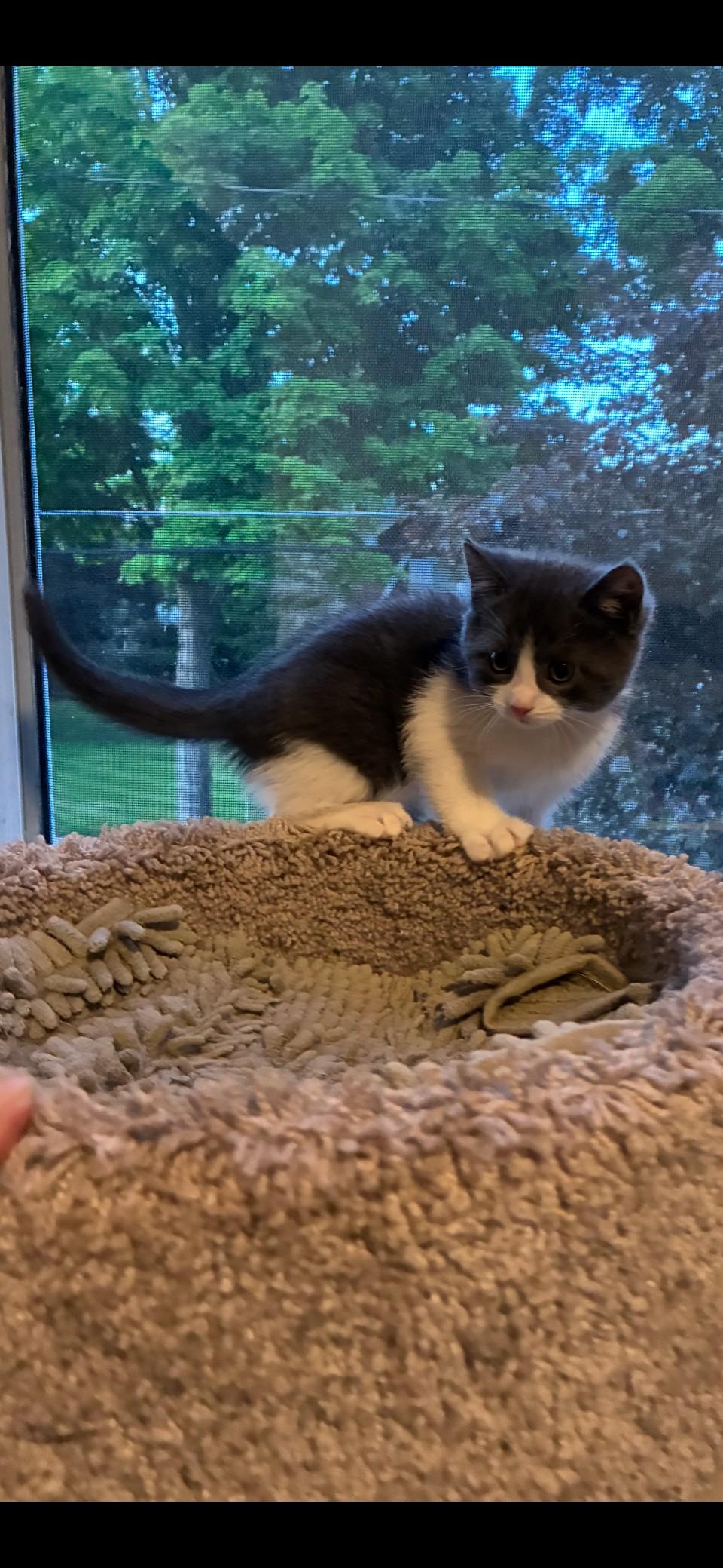 Snoop kitten, a ADOPTABLE Domestic Short Hair in Springfield, MA image 2/3