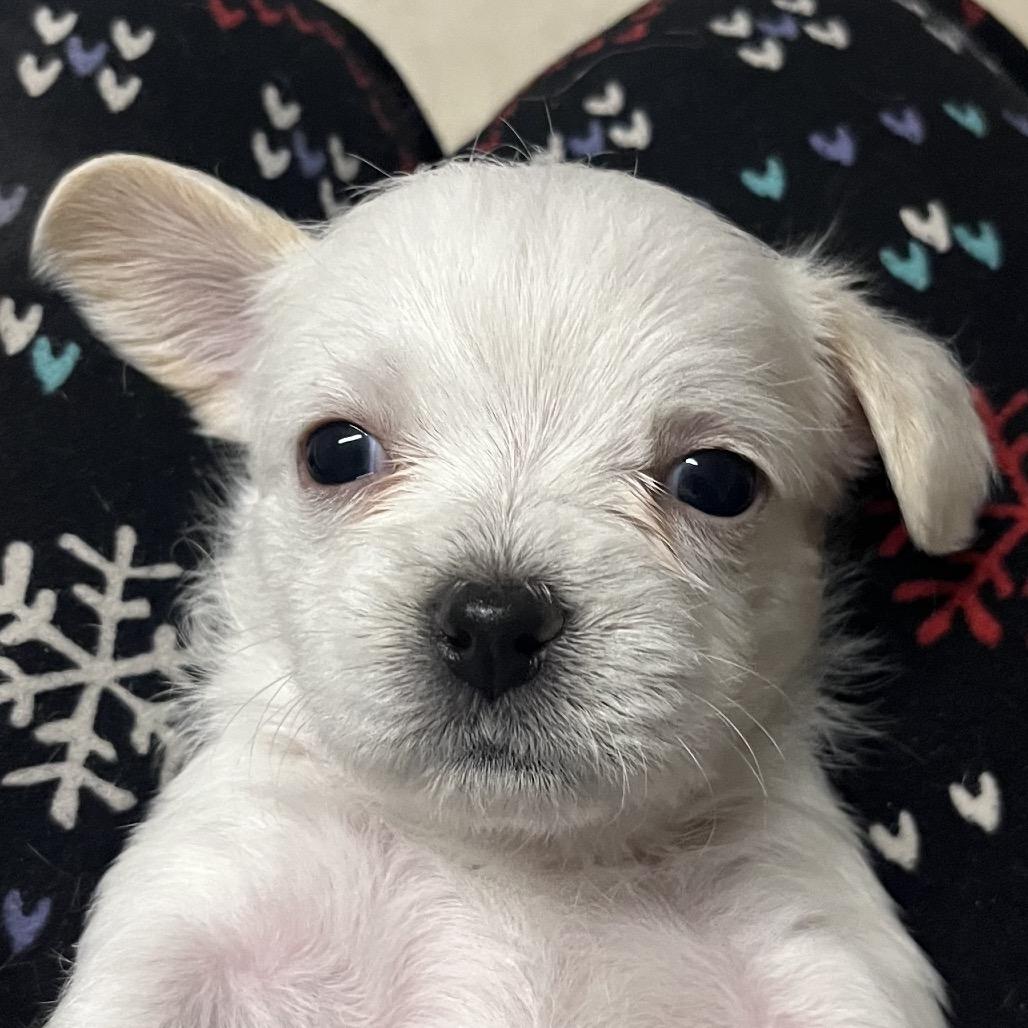 Tiana, Adoptable, Puppy Female Chihuahua & Mixed Breed.