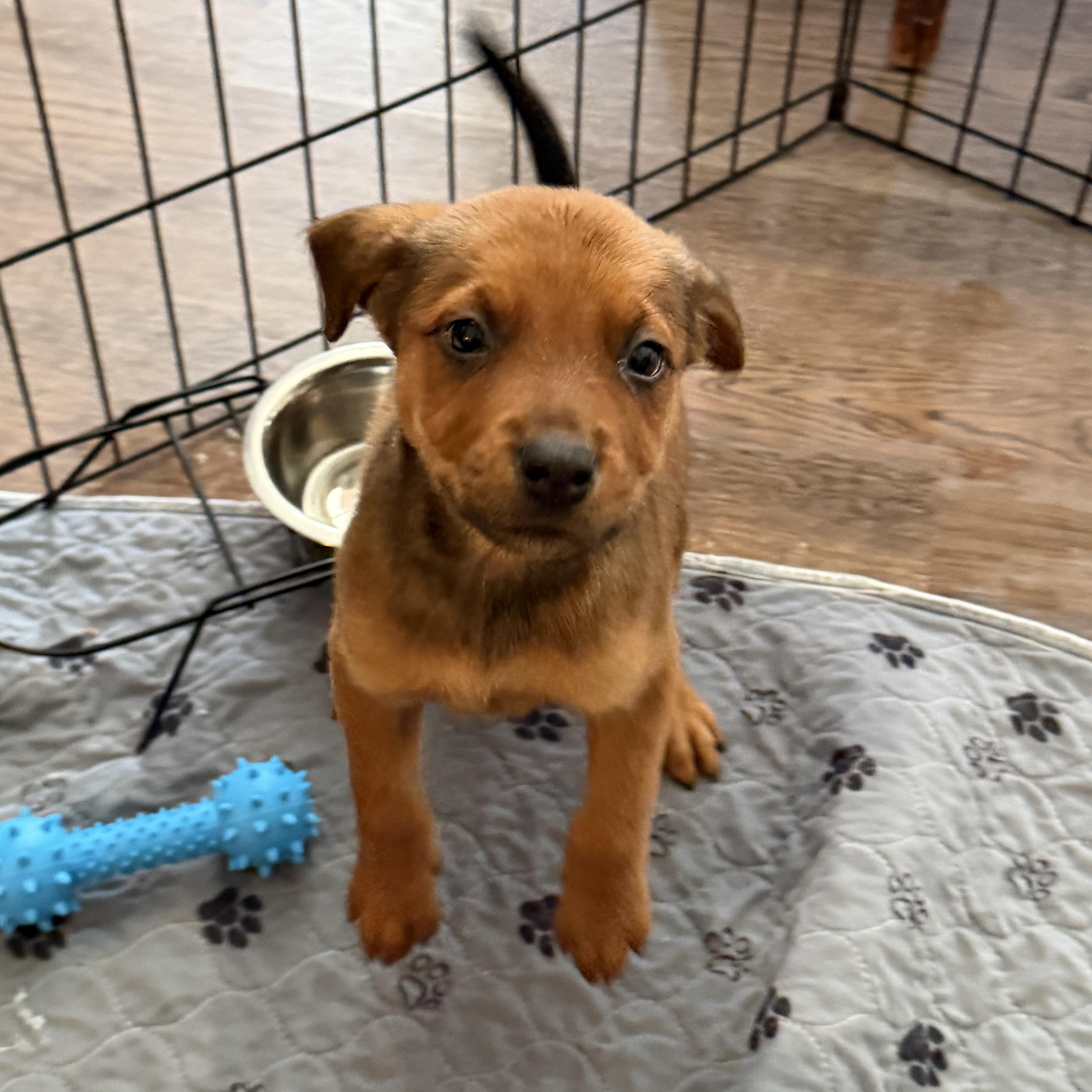 Enlarge Maple, a ADOPTABLE Mixed Breed in Jeffersonville, IN image 5/5
