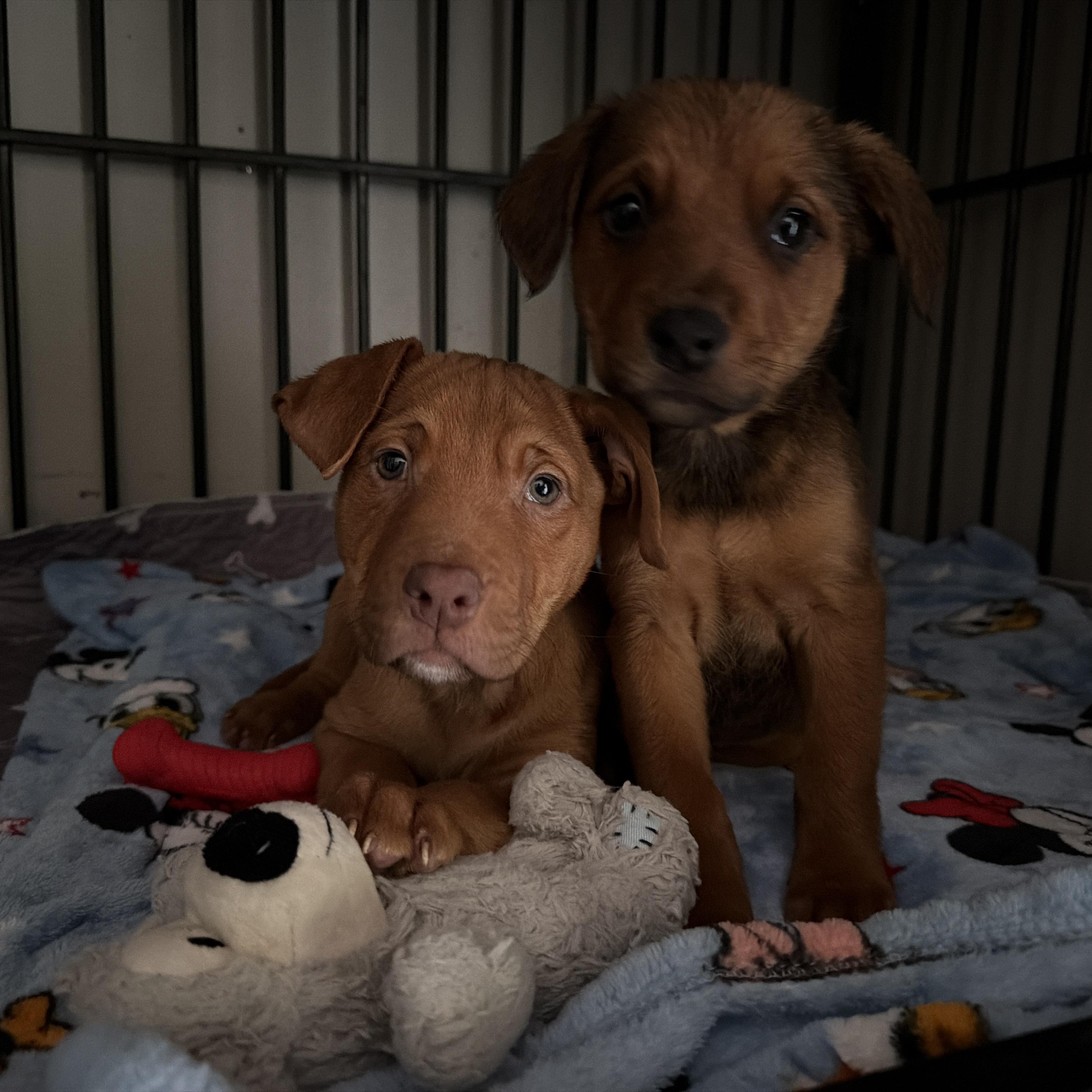 Enlarge Maple, a ADOPTABLE Mixed Breed in Jeffersonville, IN image 3/5