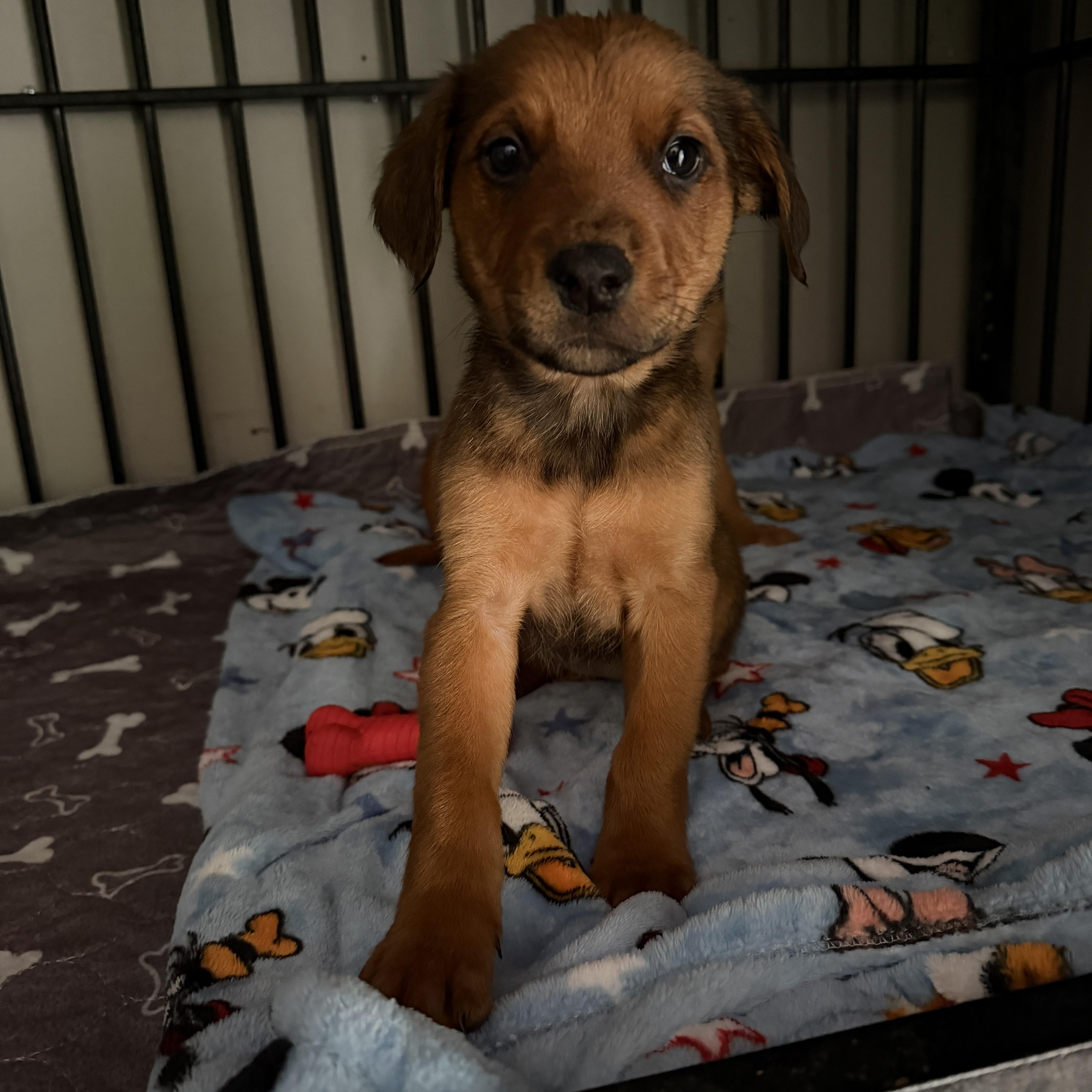 Enlarge Maple, a ADOPTABLE Mixed Breed in Jeffersonville, IN image 4/5