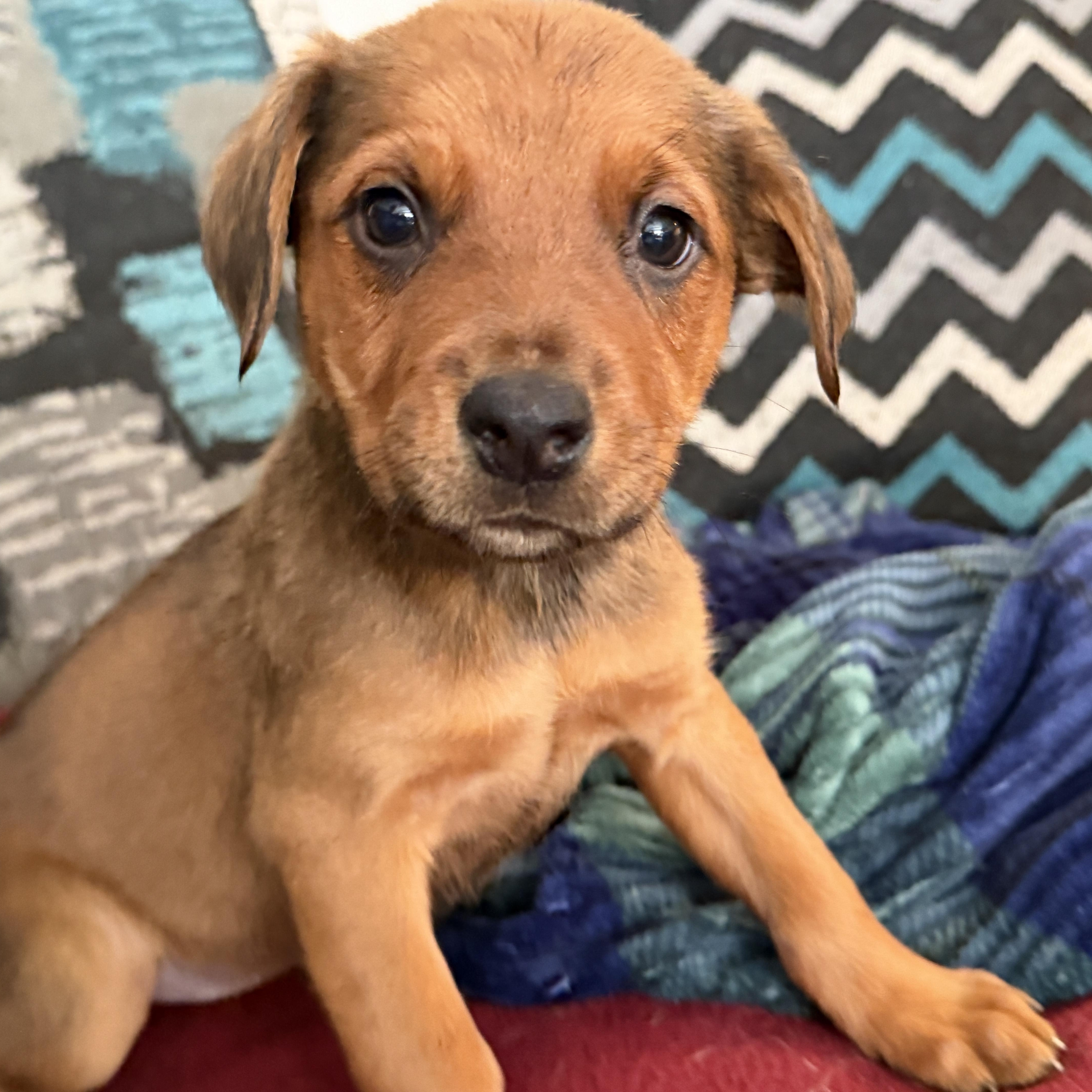 Maple, ADOPTABLE, Puppy Female Mixed Breed.