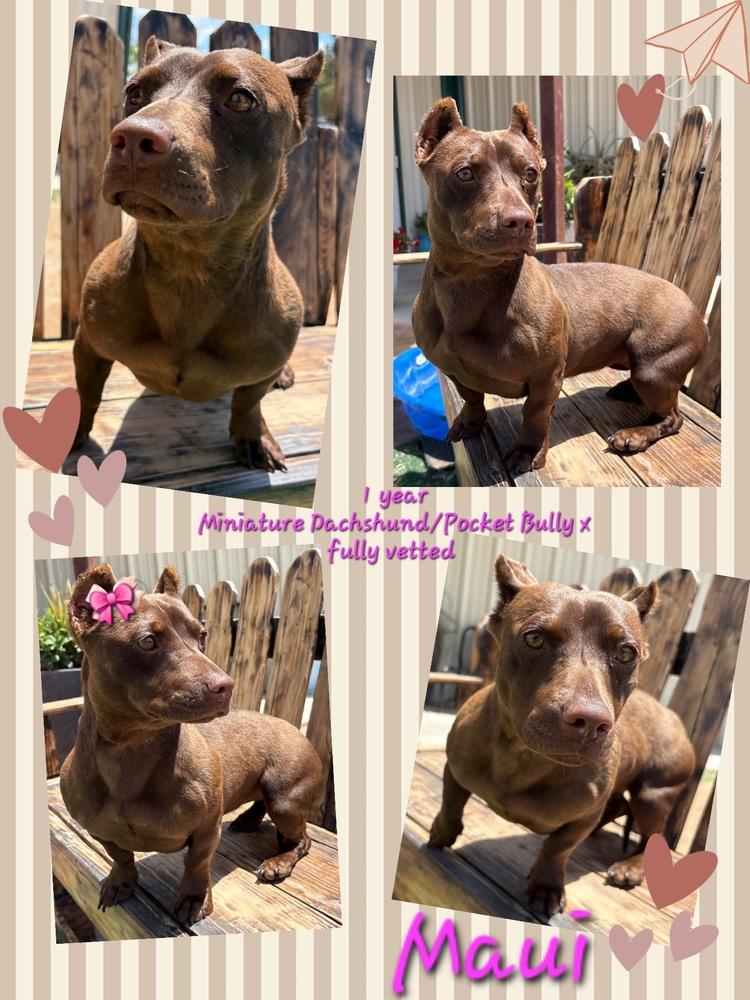 Enlarge Maui, a Adoptable mixed breed in Lafayette, CO image 2/4