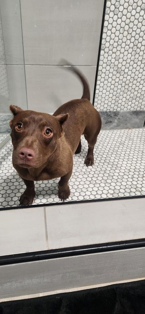 Enlarge Maui, a Adoptable mixed breed in Lafayette, CO image 3/4