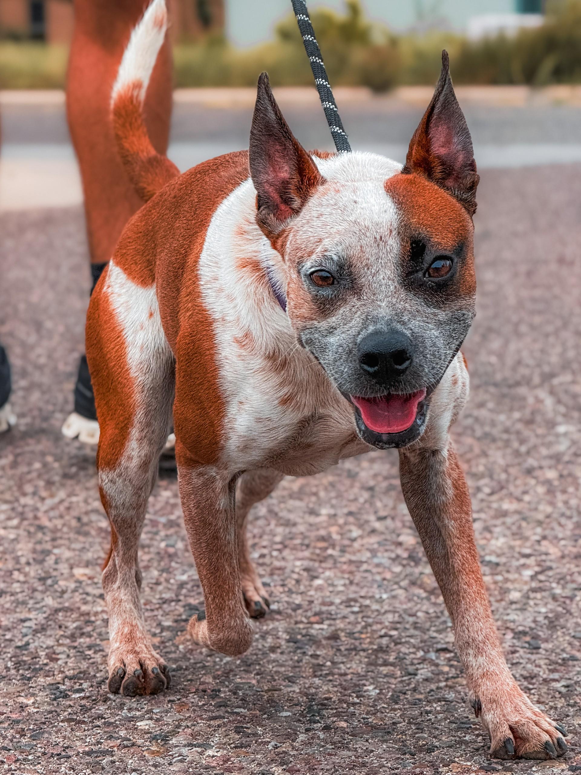 Enlarge Phara, a Adoptable mixed breed in Sierra Vista, AZ image 1/2
