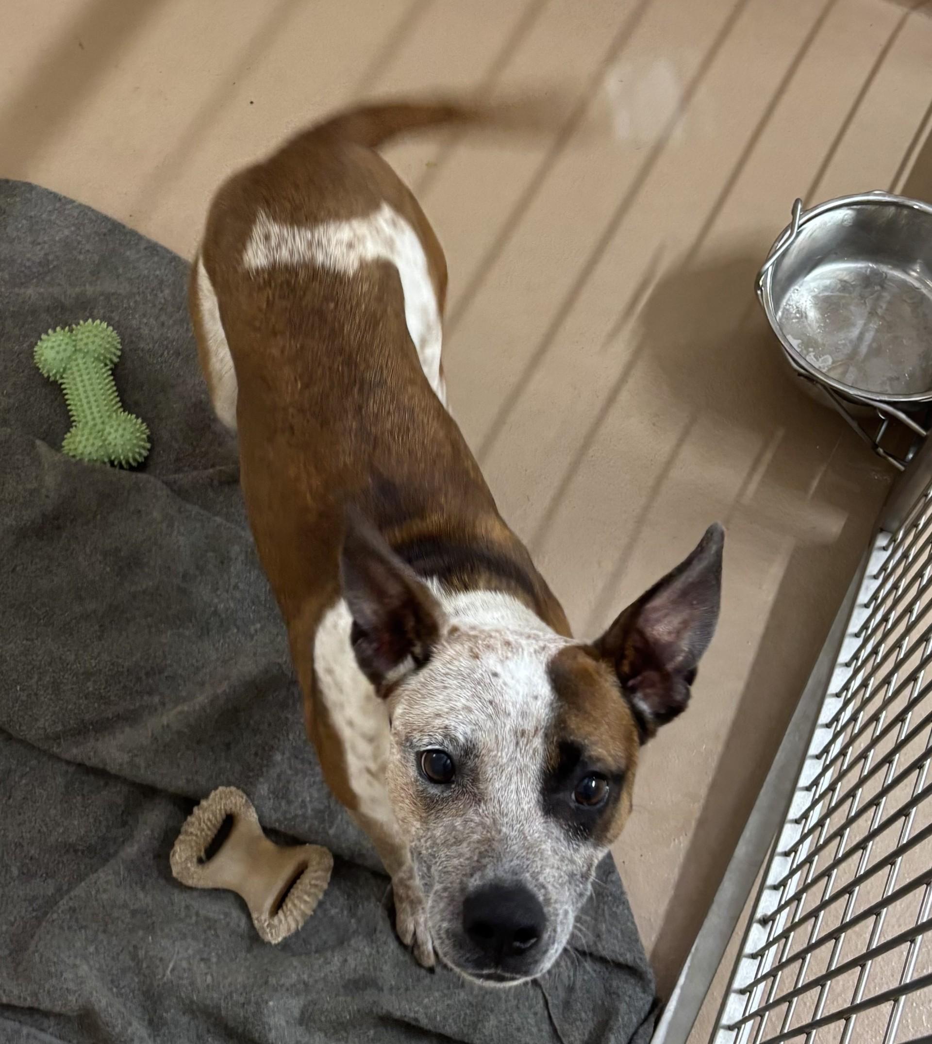 Enlarge Phara, a Adoptable mixed breed in Sierra Vista, AZ image 2/2