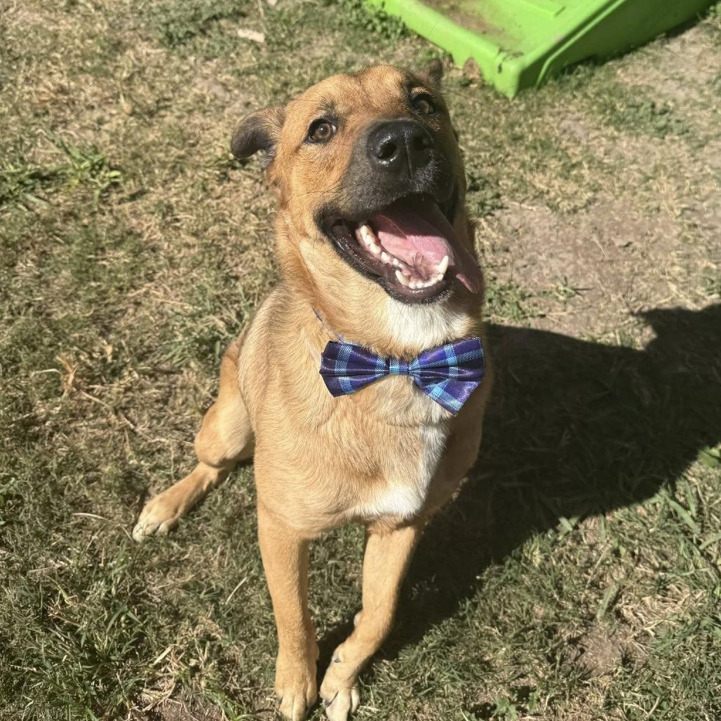 Chase, a Adoptable German Shepherd Dog in Napa, CA image 1/5
