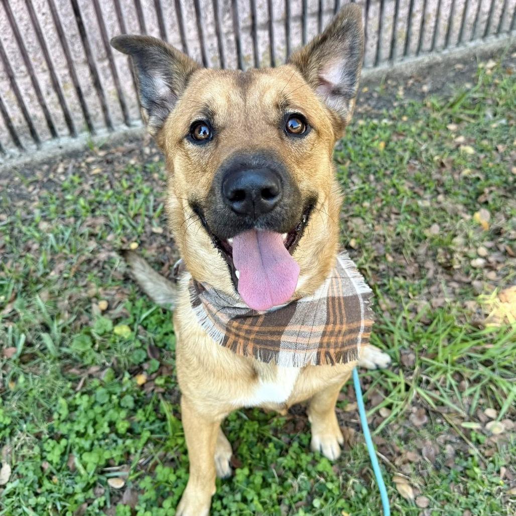 Chase, a Adoptable German Shepherd Dog in Napa, CA image 2/5