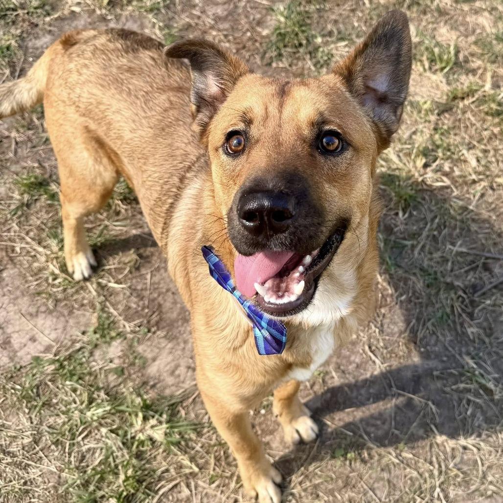 Chase, a Adoptable German Shepherd Dog in Napa, CA image 3/5