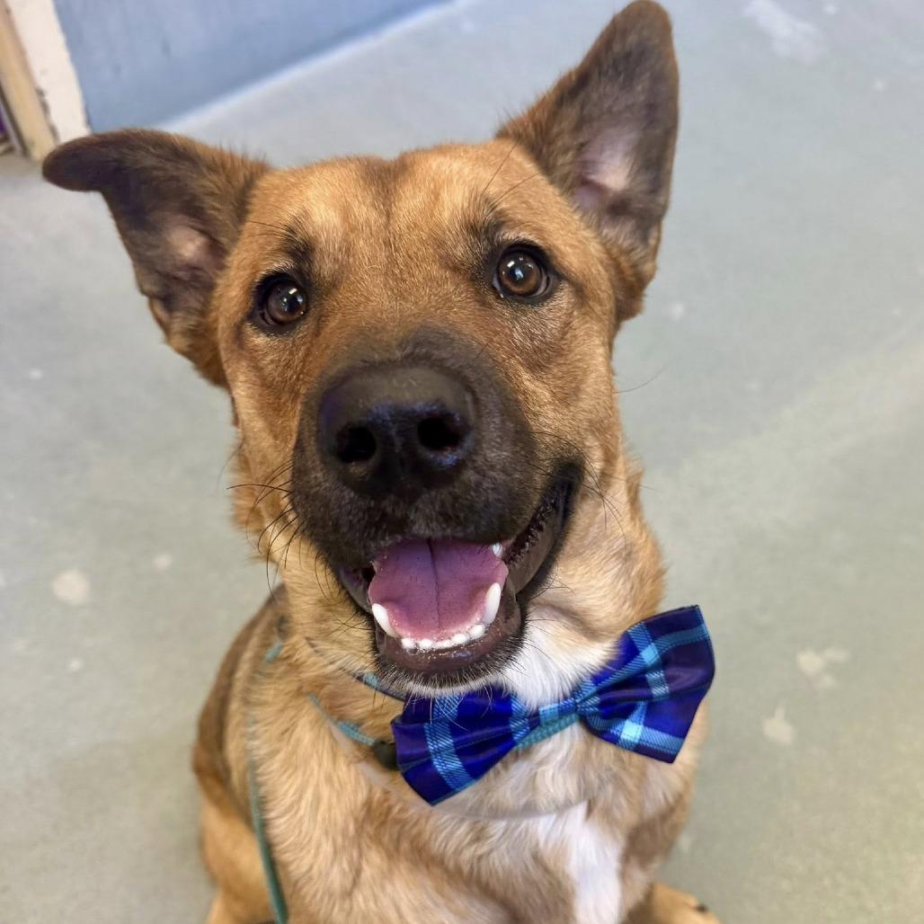 Chase, a Adoptable German Shepherd Dog in Napa, CA image 4/5