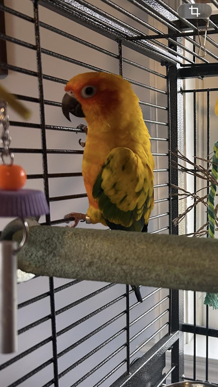 Rowan, Adoptable, Young Male Conure.