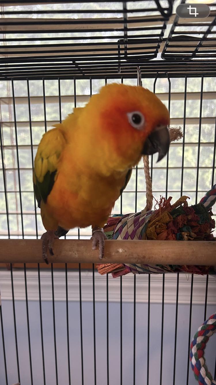 Enlarge Rowan, a Adoptable Conure in Belford, NJ image 2/3
