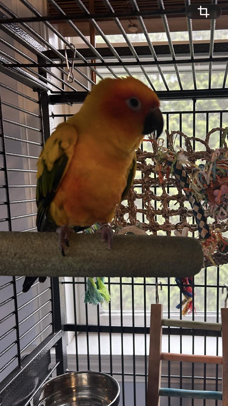 Enlarge Rowan, a Adoptable Conure in Belford, NJ image 3/3