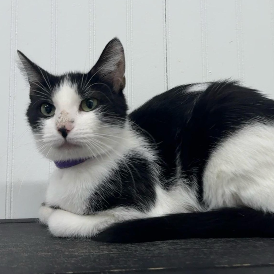 Pongo, Adoptable, Adult Female Domestic Short Hair.