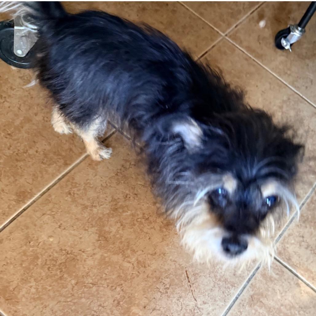 Enlarge Trapper, a Adoptable mixed breed in Las Vegas, NV image 1/2