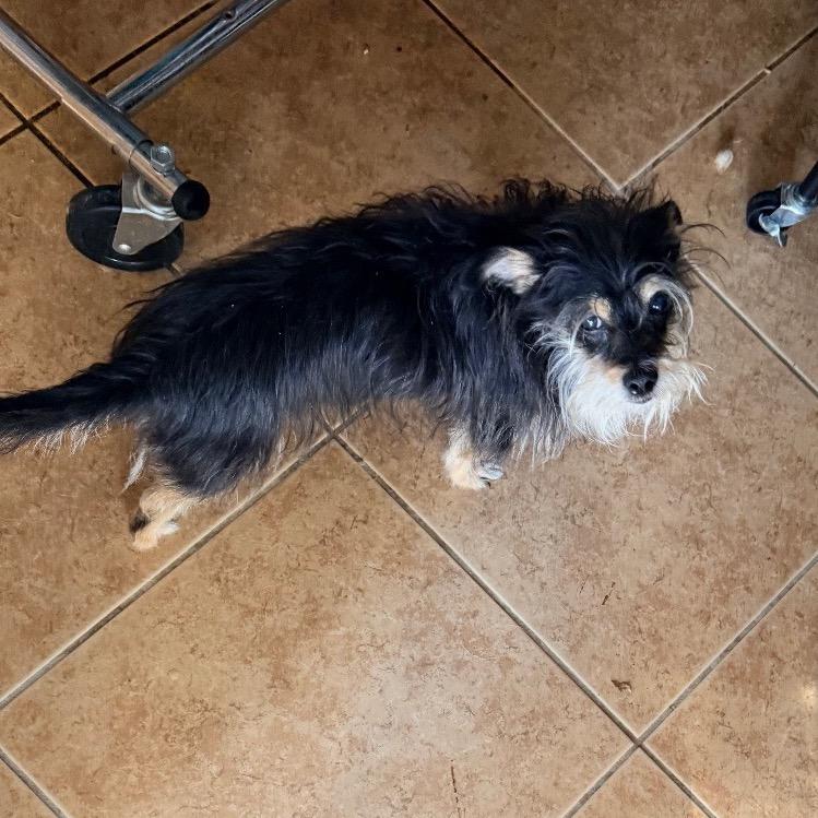 Enlarge Trapper, a Adoptable mixed breed in Las Vegas, NV image 2/2