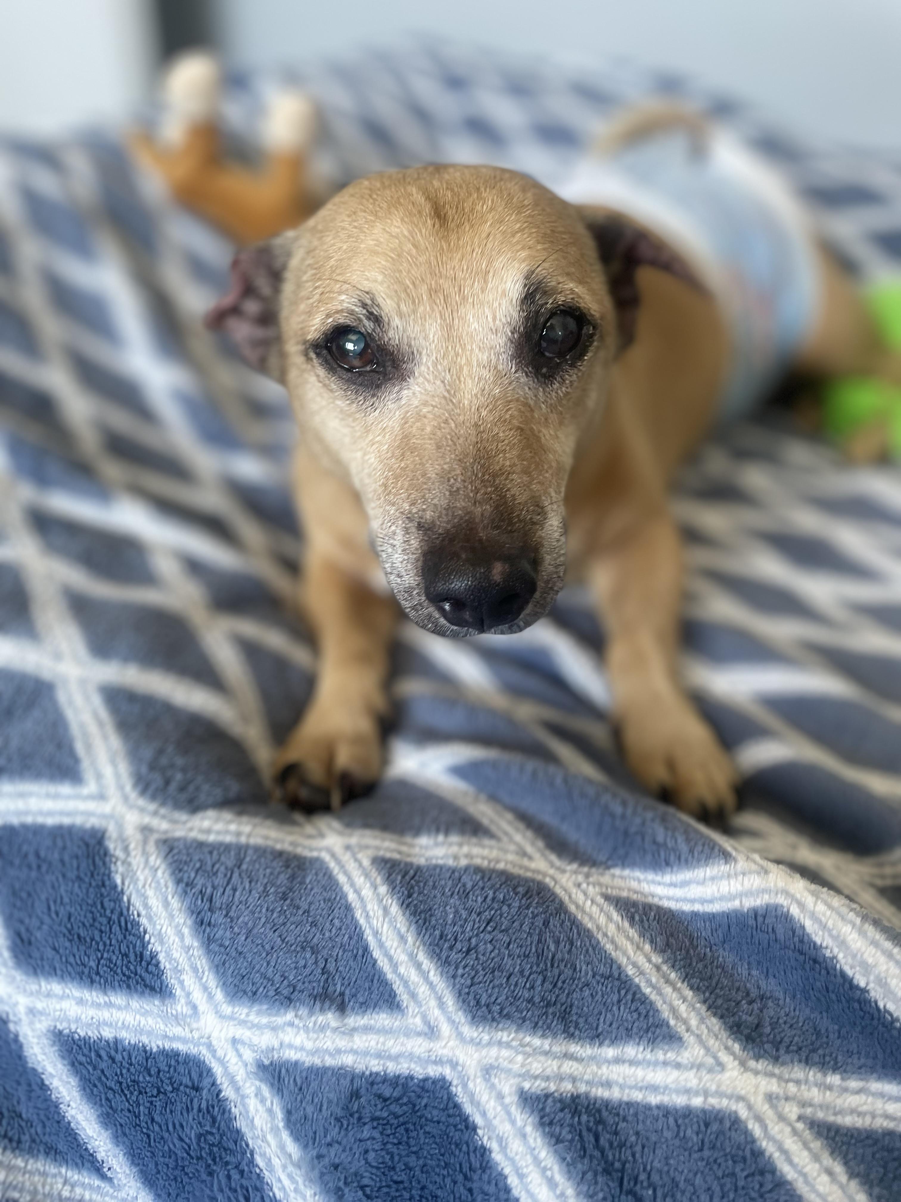 Gizmo, Adoptable, Senior Male Dachshund.