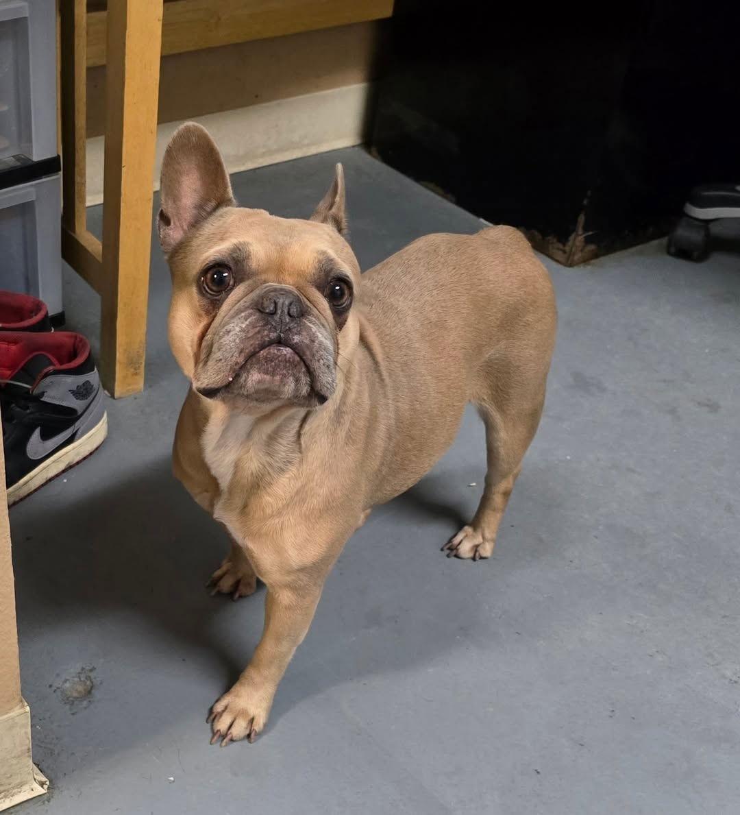 Enlarge Raine, a Adoptable French Bulldog in Modesto, CA image 1/3
