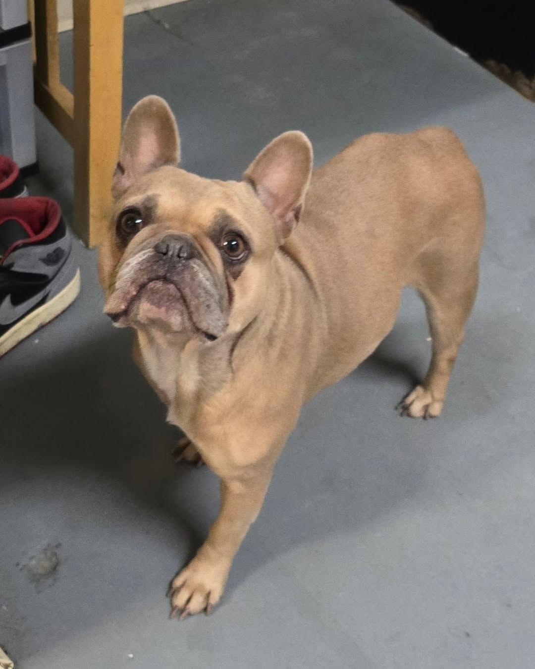 Enlarge Raine, a Adoptable French Bulldog in Modesto, CA image 2/3