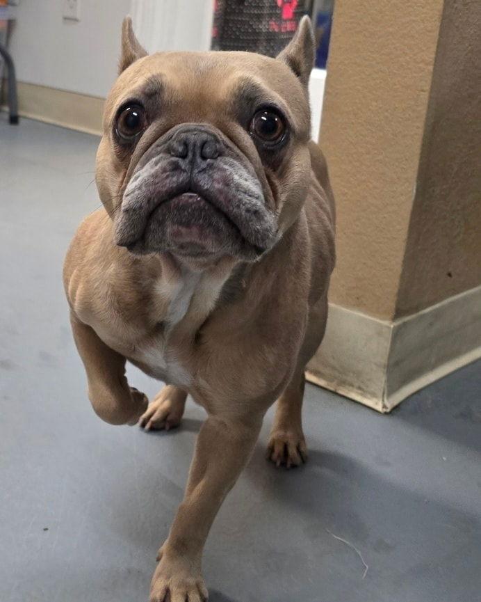 Enlarge Raine, a Adoptable French Bulldog in Modesto, CA image 3/3