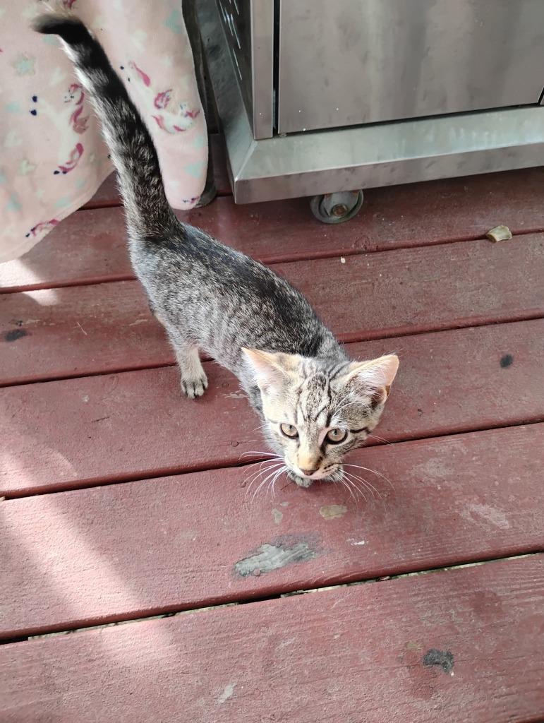 Mr. Fruity, Adoptable, Kitten Male Domestic Short Hair.