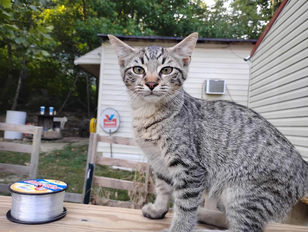 Enlarge Mr. Fruity, a Adoptable mixed breed in Fort Oglethorpe, GA image 2/2