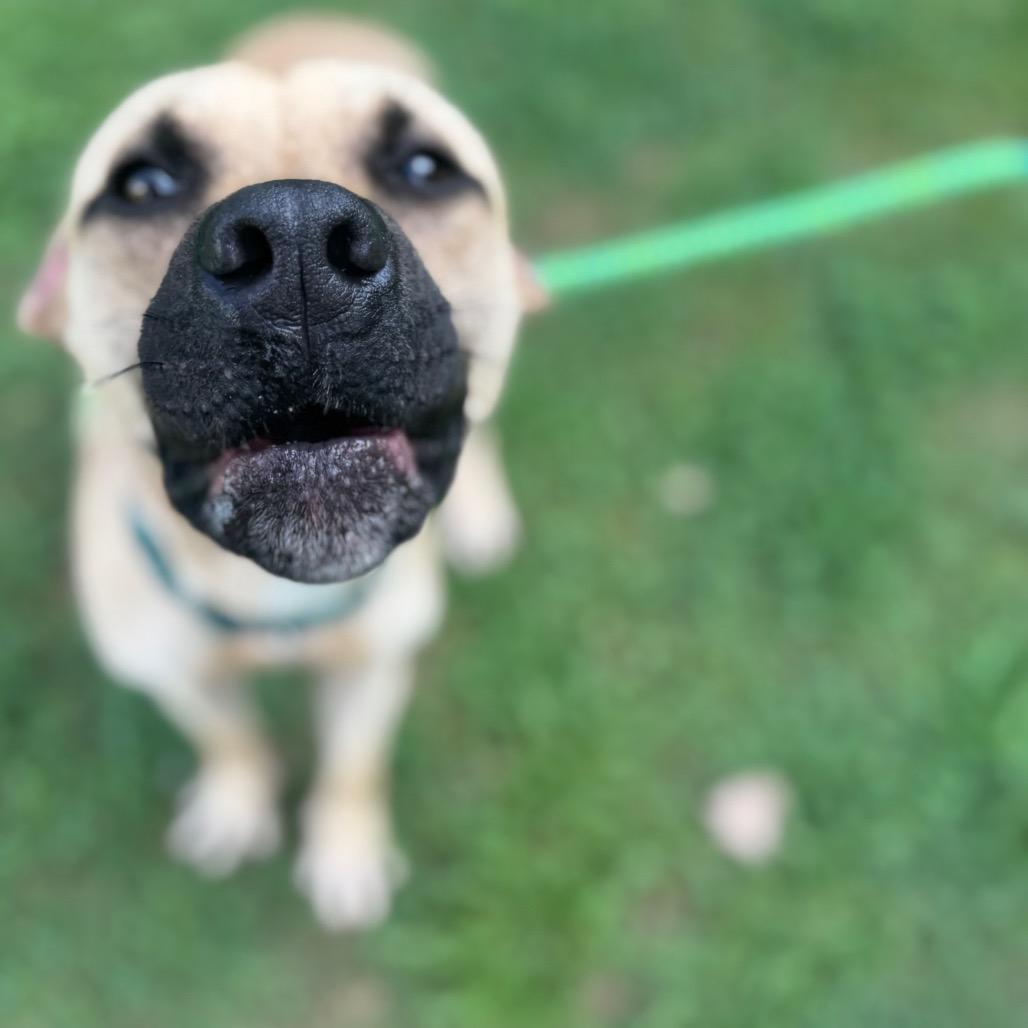 Armando, Adoptable, Adult Male Mountain Cur & Mixed Breed.