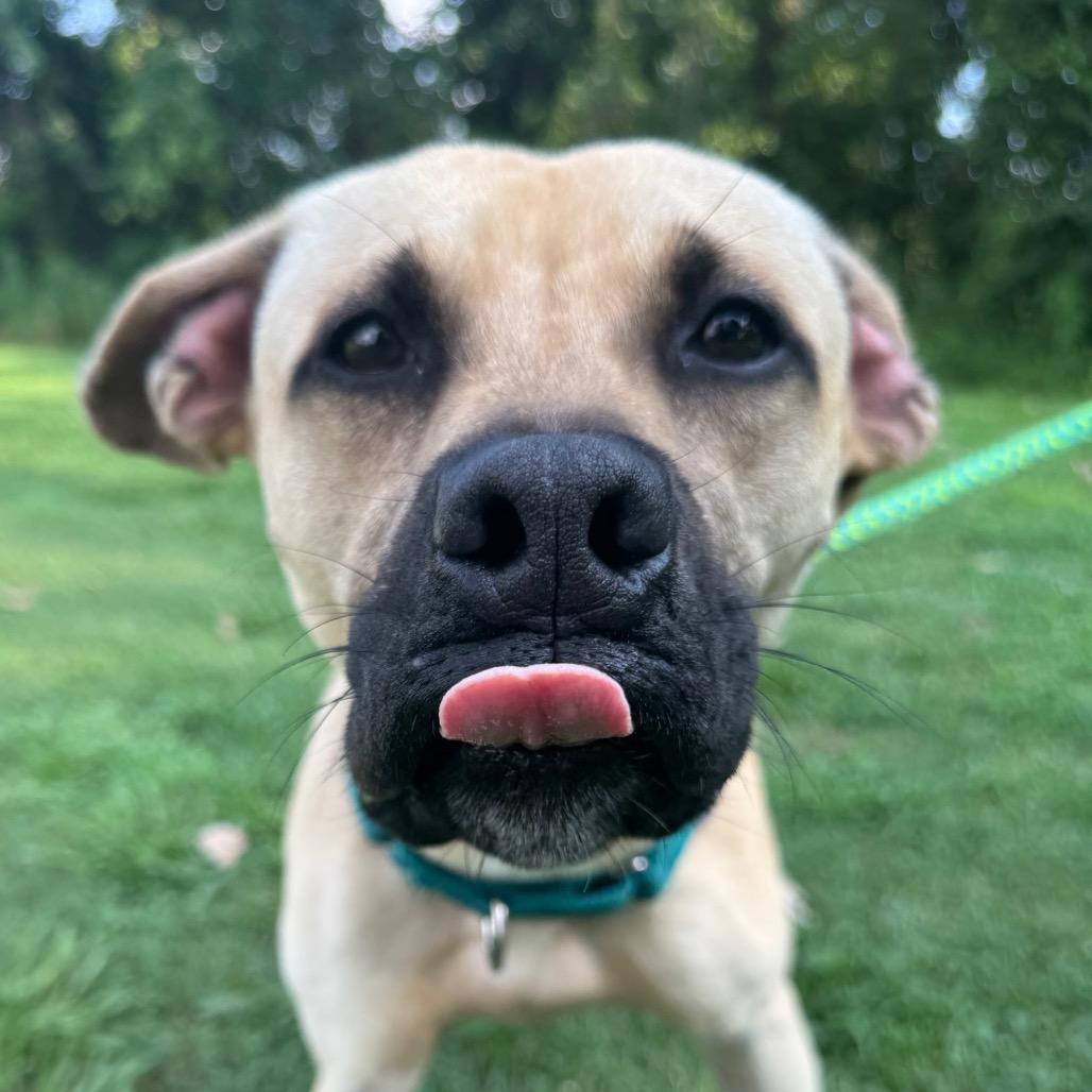 Armando, a Adoptable mixed breed in Parkersburg, WV image 2/6