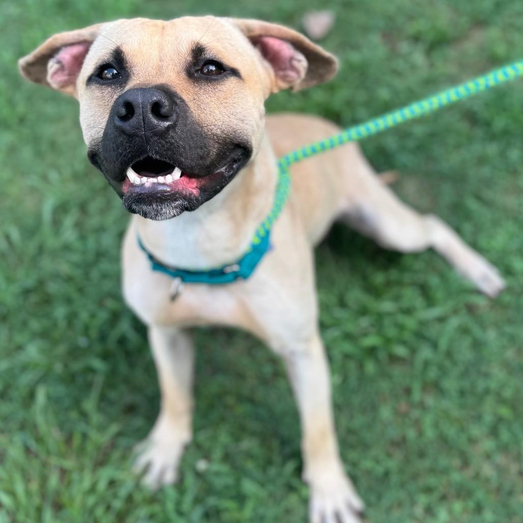 Armando, a Adoptable mixed breed in Parkersburg, WV image 3/6